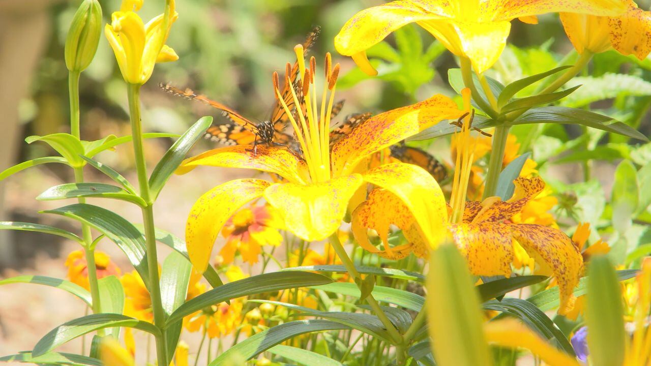Lost River Cave butterfly habitat returns for the summer - Vimarsana News