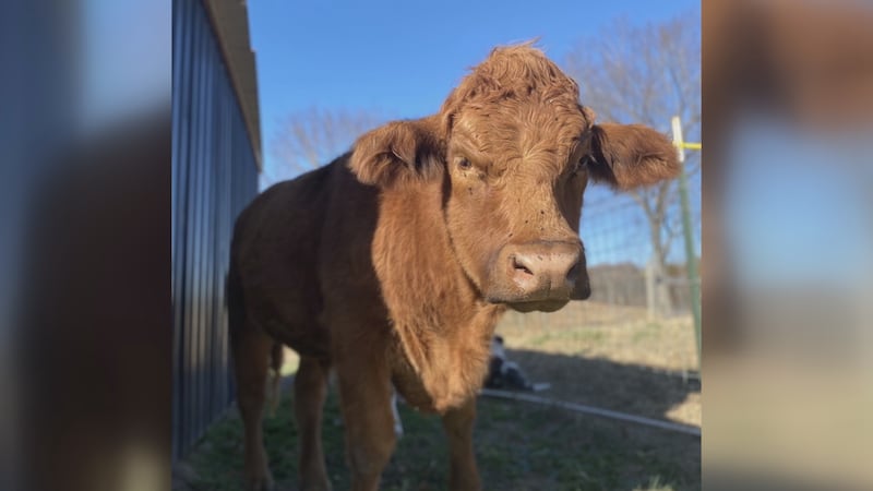 Boston first went missing from his pasture on February 24.