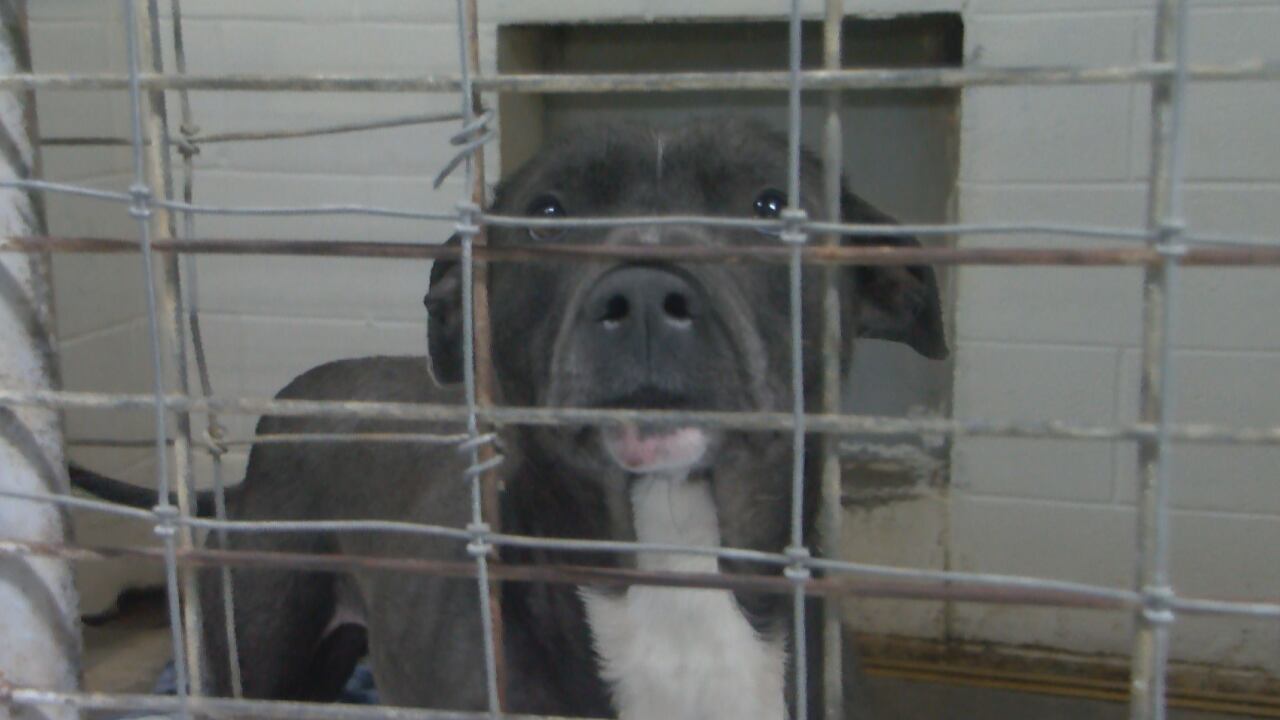 Logan County Animal Shelter issues a Code Black - Vimarsana News