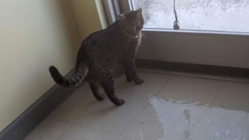 Ruptured pipe flooded the Butler County Animal Shelter.